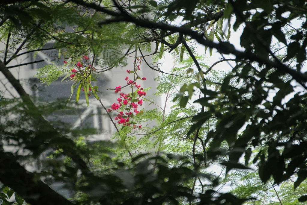 Bougainvillea Spectabilis
