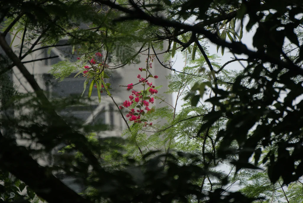 Bougainvillea Spectabilis
