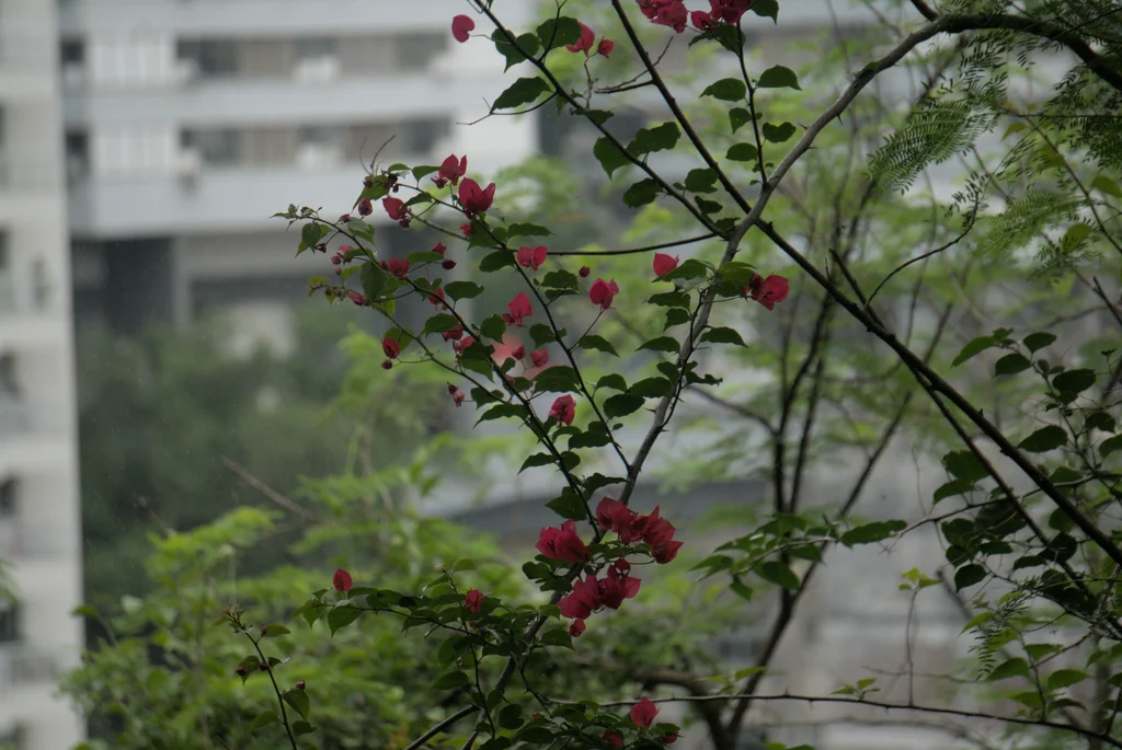 Bougainvillea Spectabilis