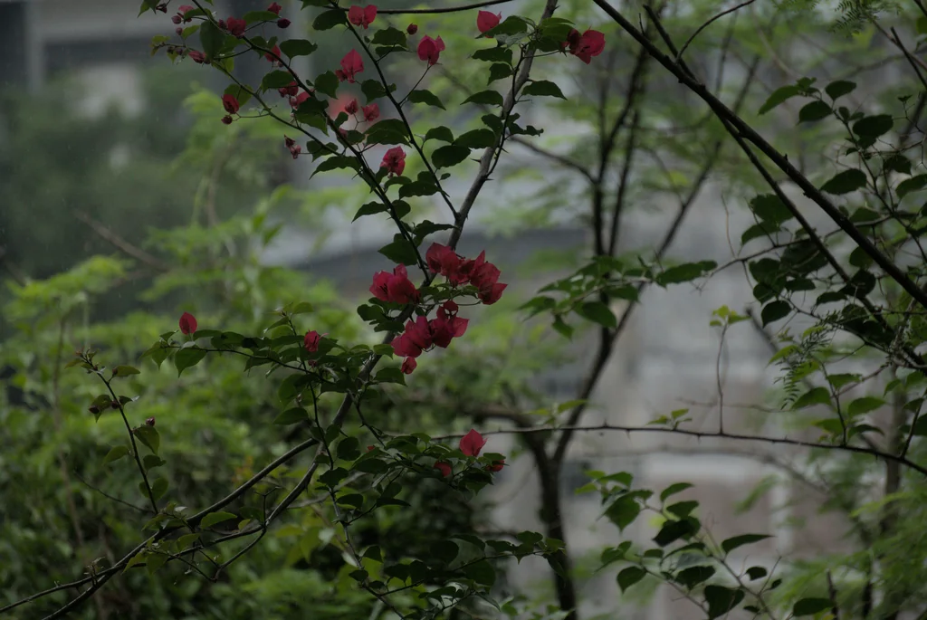 Bougainvillea Spectabilis