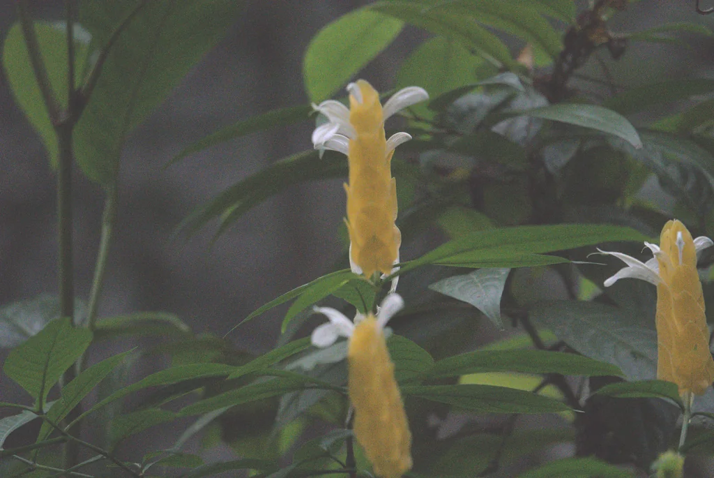 Pachystachys Lutea