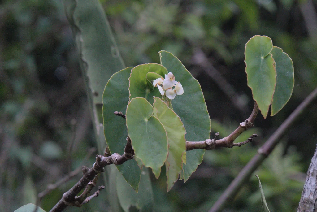 Begonia maculata