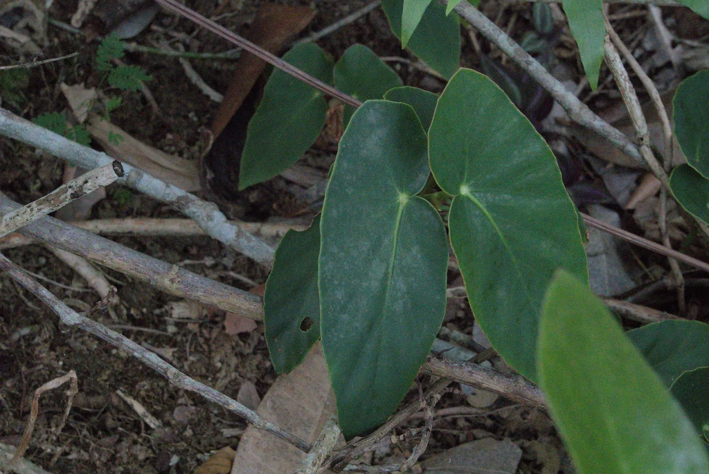 Begonia maculata