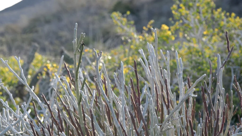 Pedilanthus Macrocarpus