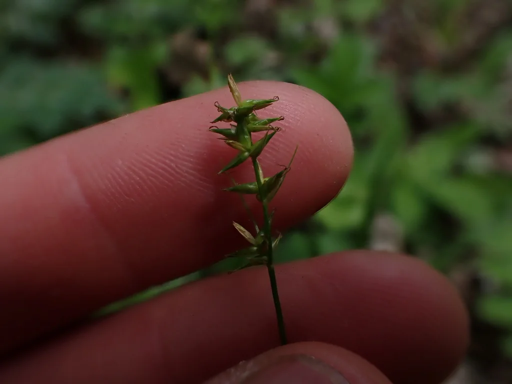 Carex Texensis