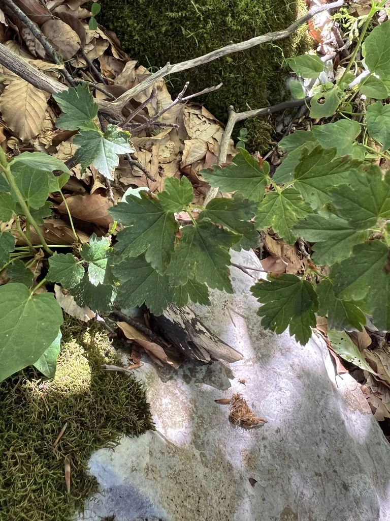 Ribes Alpinum