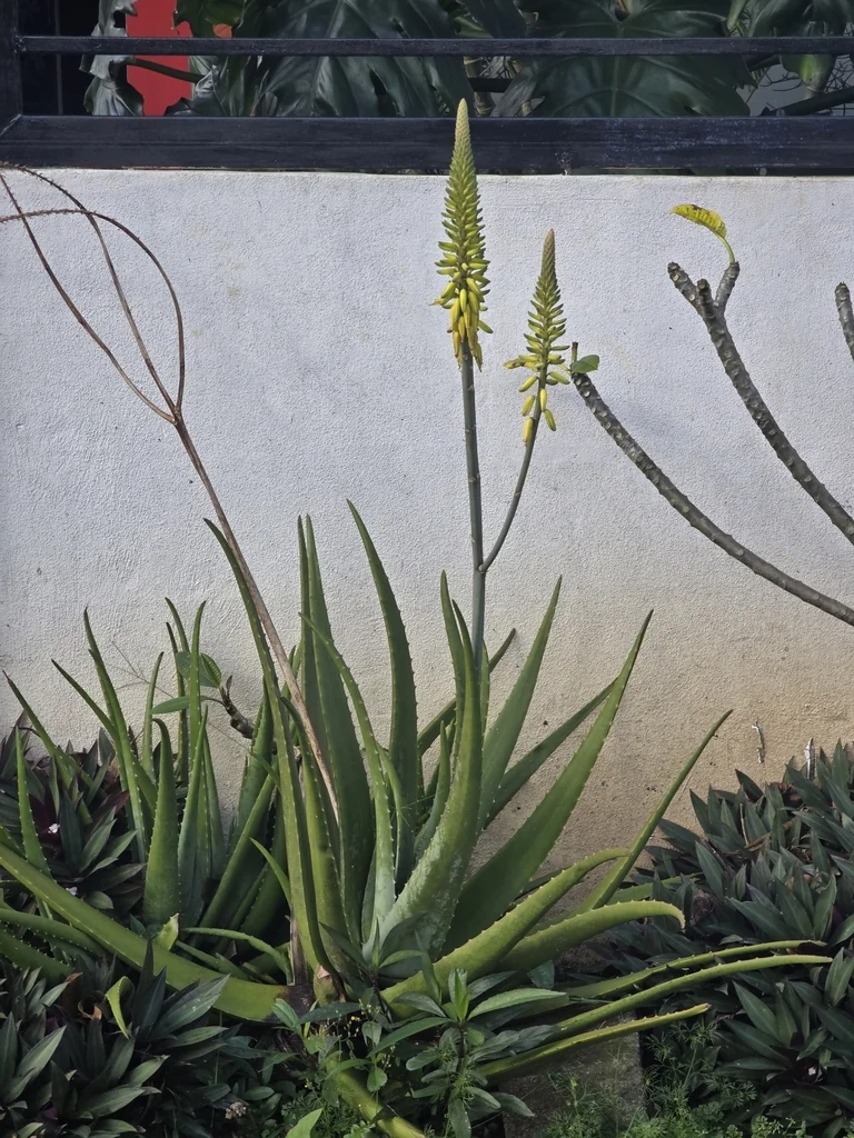 Aloe Vera