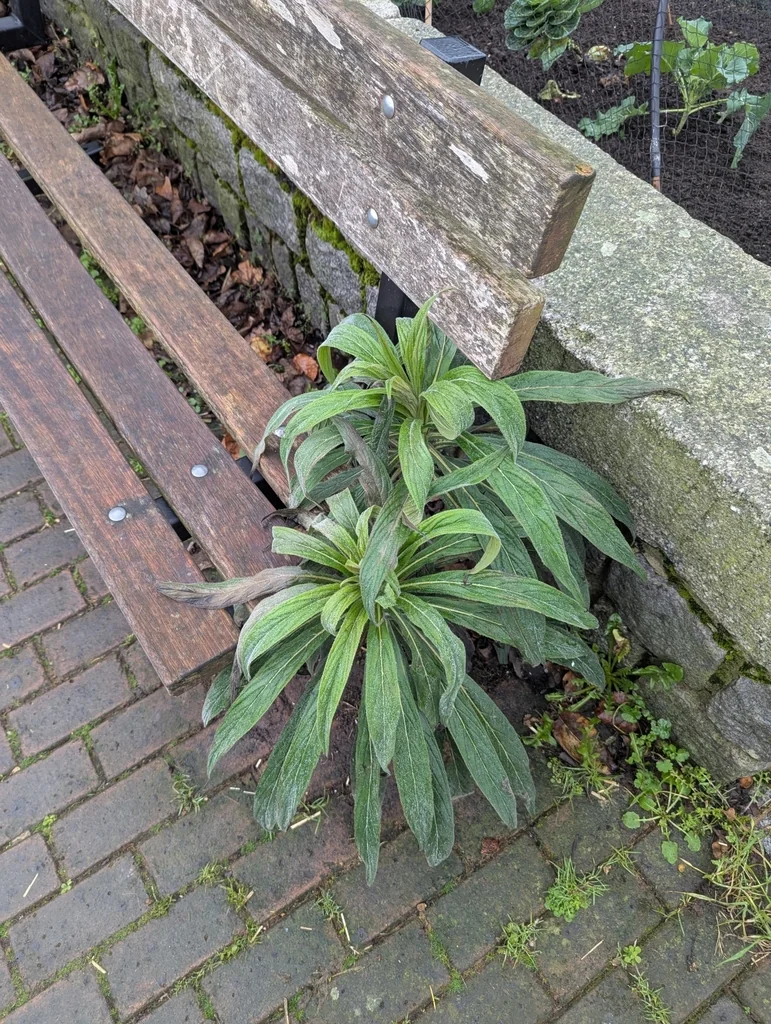Echium Pininana