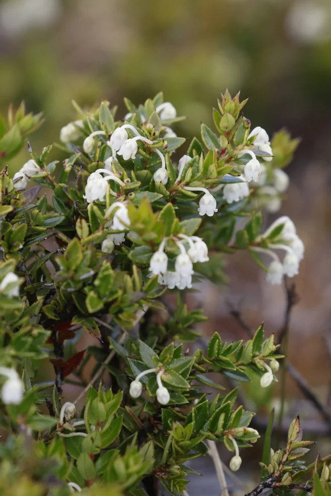 Gaultheria Mucronata