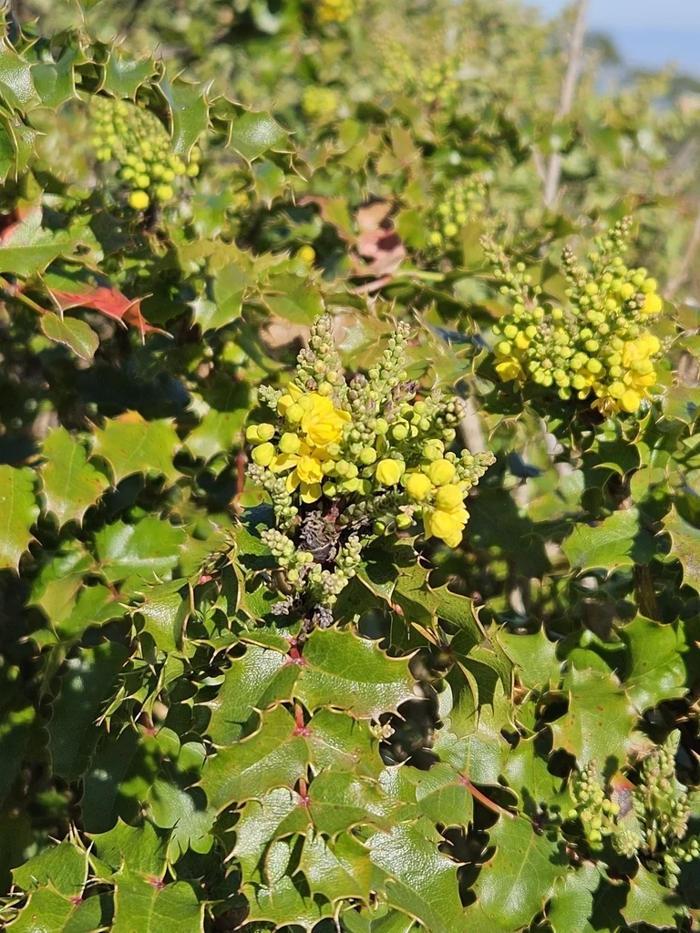 Berberis Pinnata