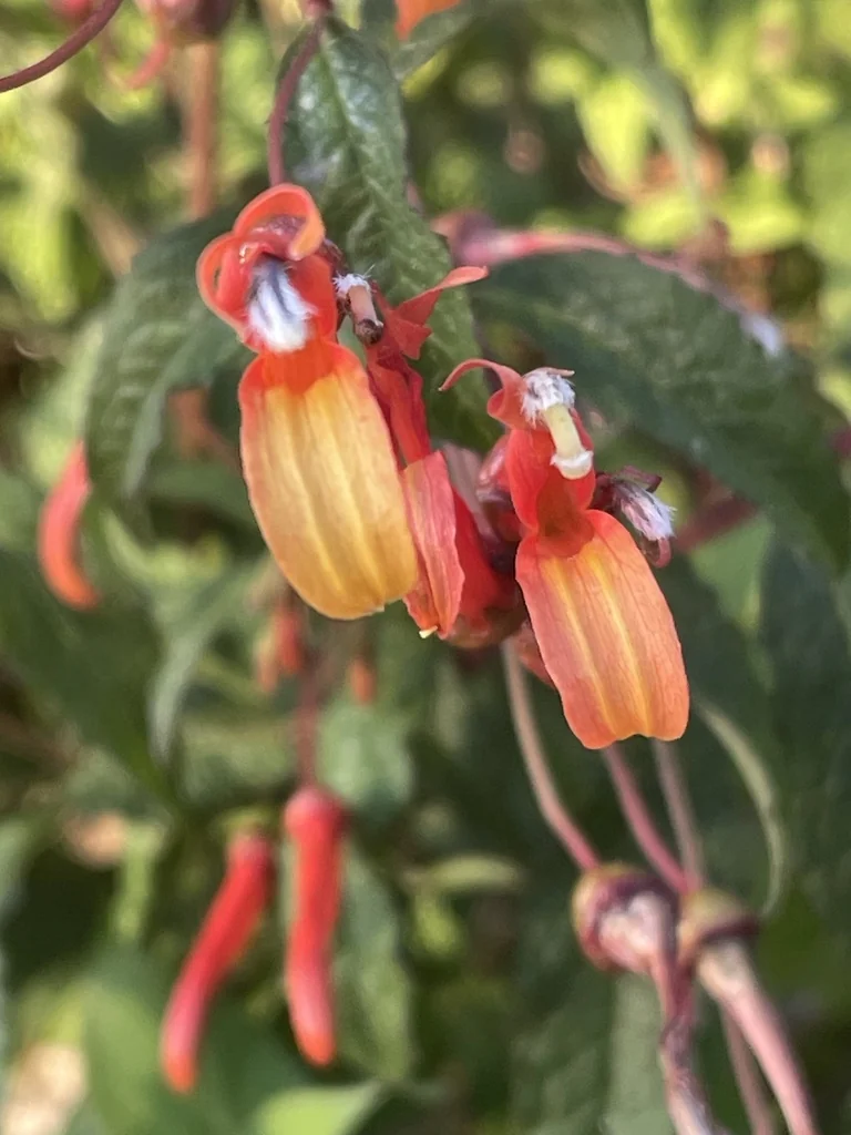 Lobelia Laxiflora
