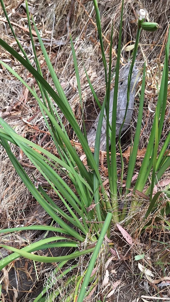 Dietes Grandiflora