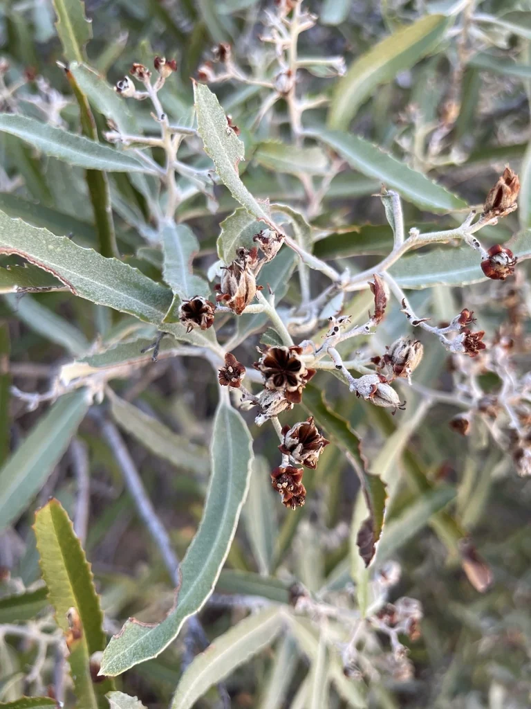 Vauquelinia Californica