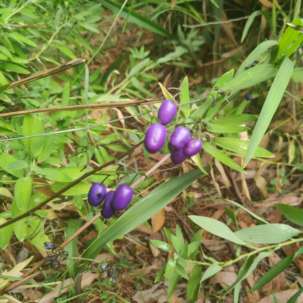 Dianella Tasmanica