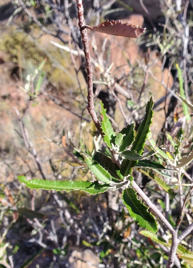 Vauquelinia Californica