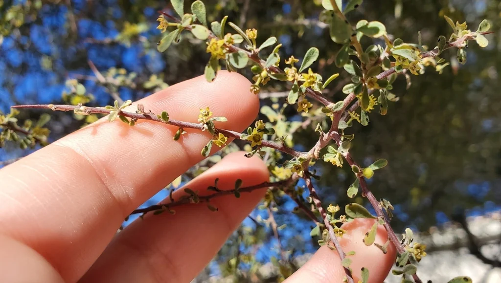 Condalia Globosa