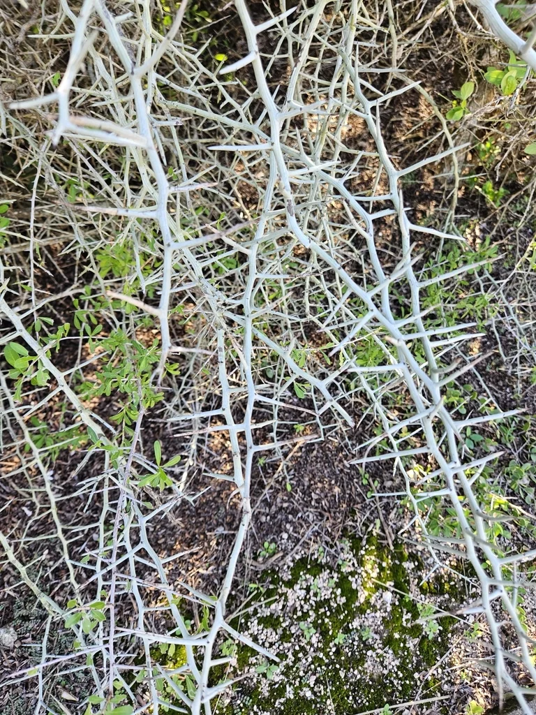 Ziziphus Obtusifolia