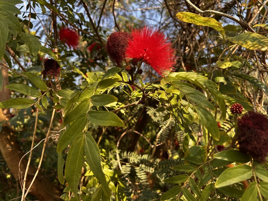 Calliandra Haematocephala