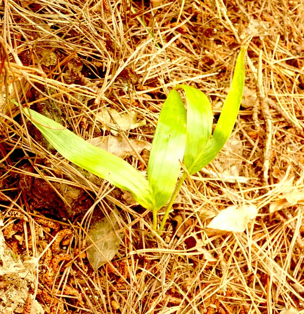Archontophoenix Cunninghamiana