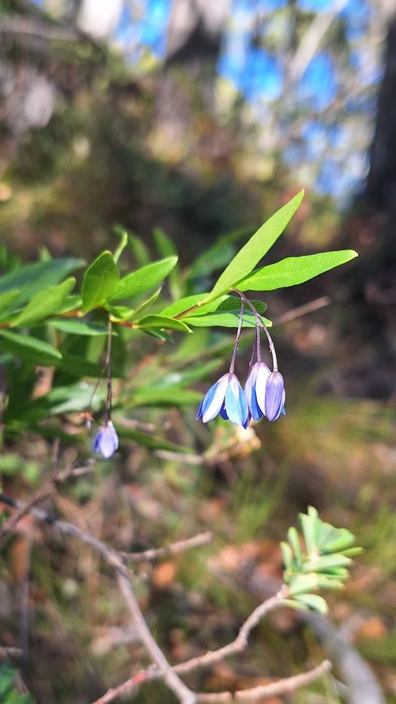 Sollya Heterophylla