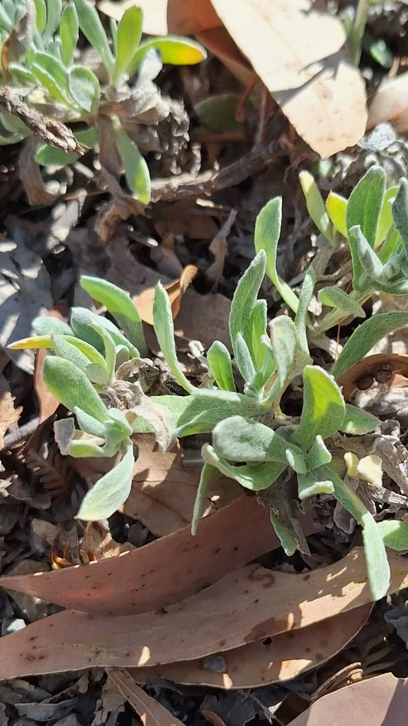 Chrysocephalum apiculatum