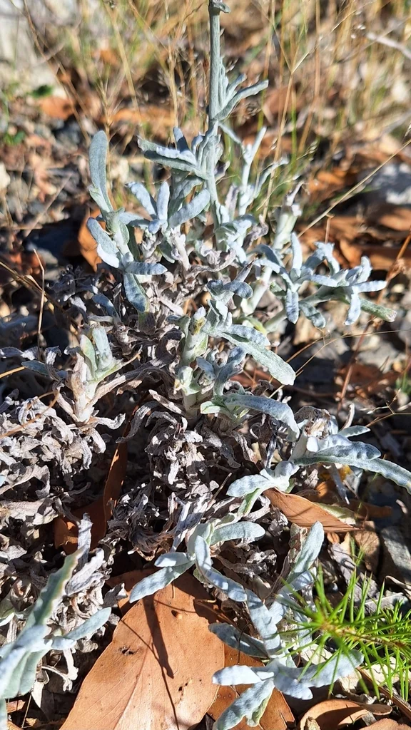 Chrysocephalum apiculatum