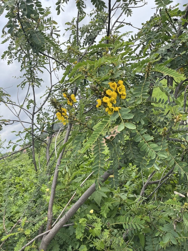 Senna Didymobotrya