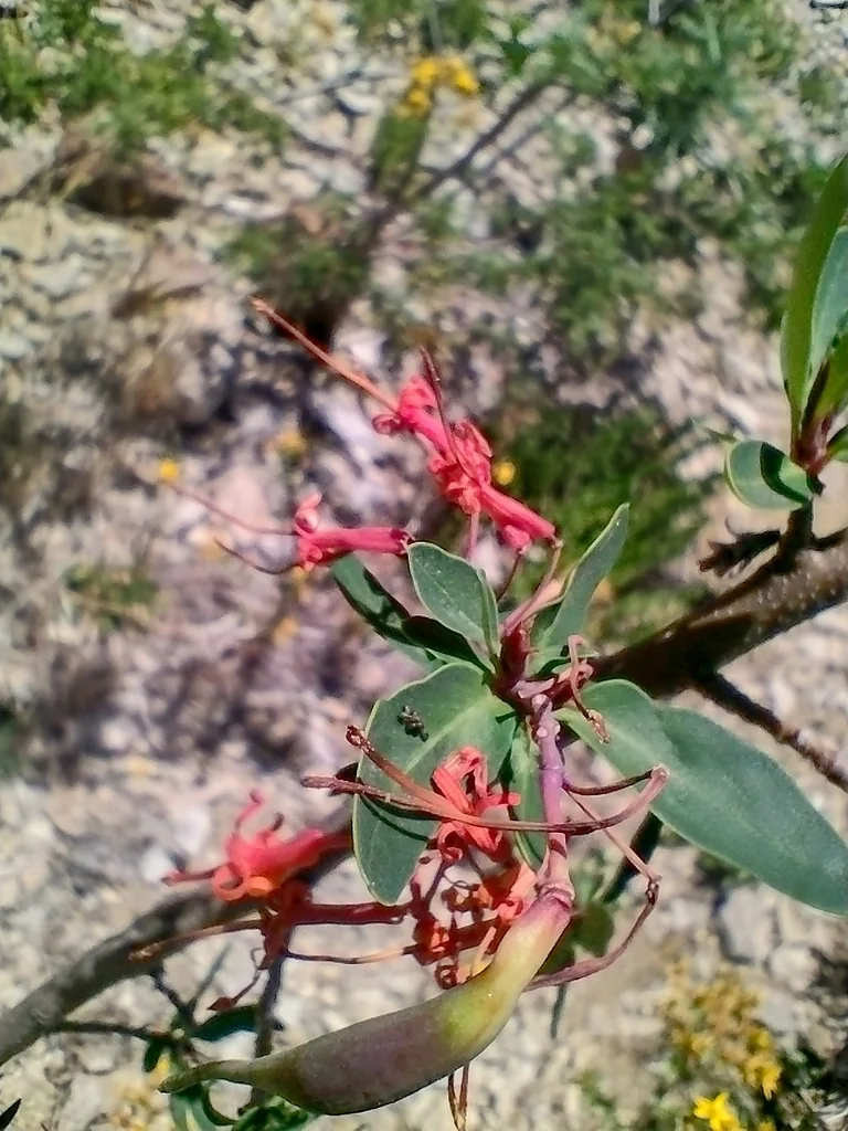 Embothrium Coccineum