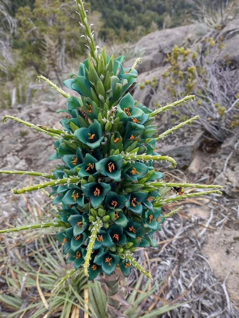 Puya Alpestris