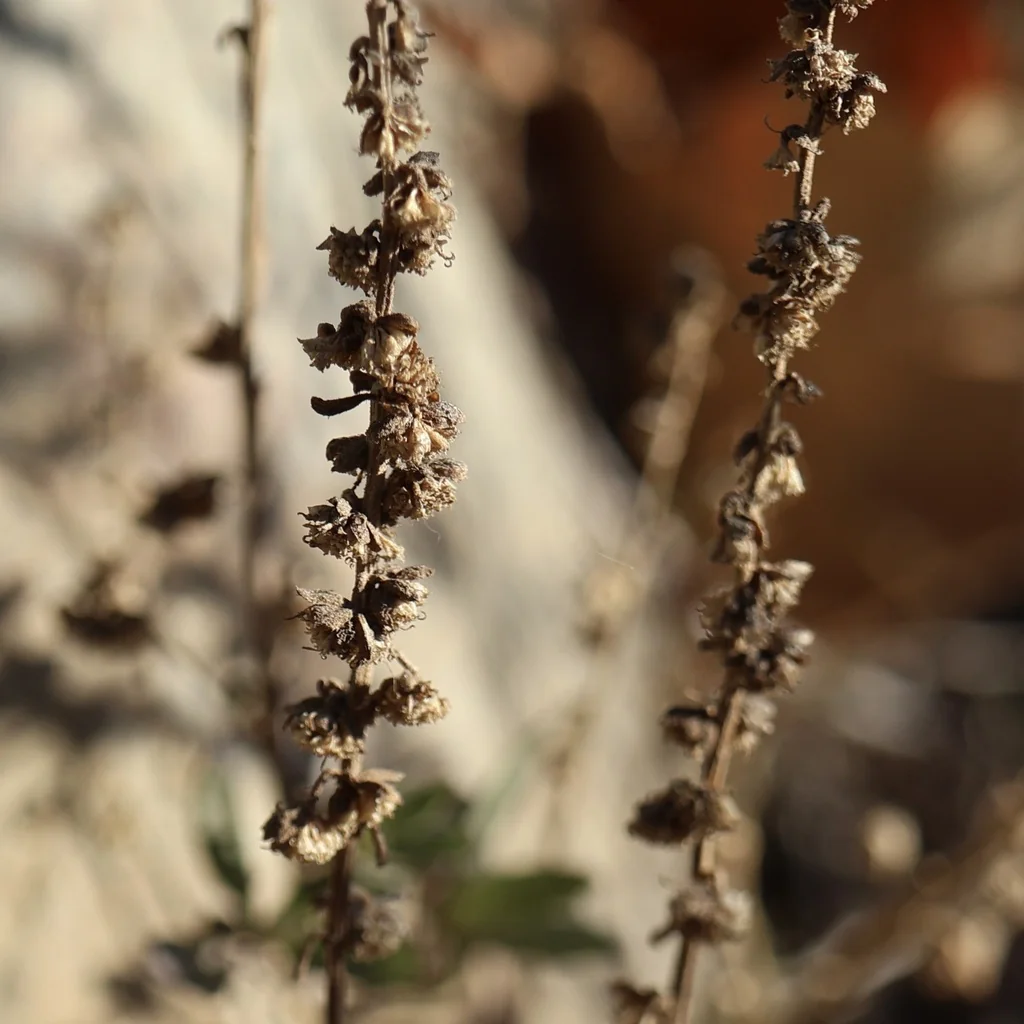 Iva Hayesiana