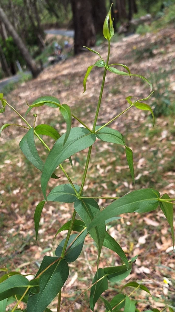 Eucalyptus Viminalis