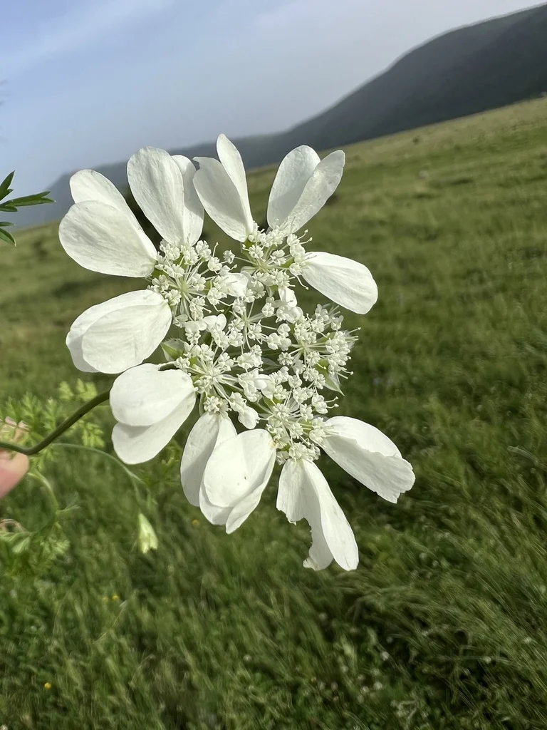 Orlaya Grandiflora
