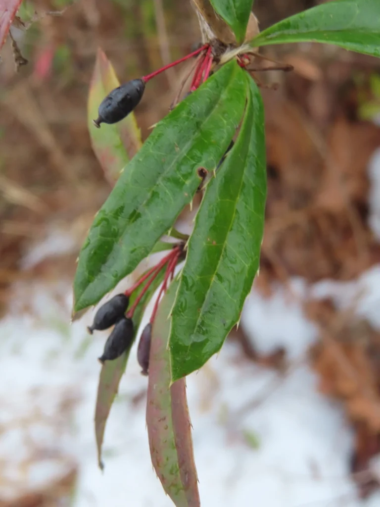 Berberis Julianae