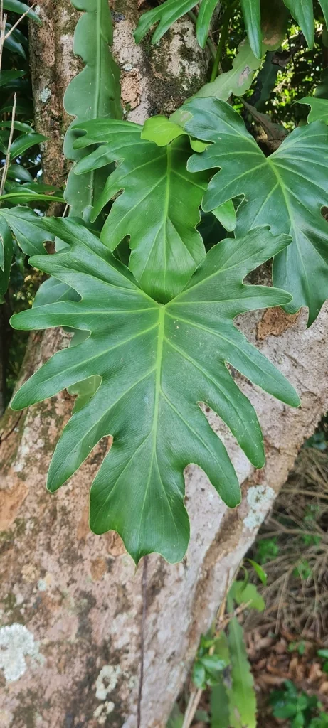 Philodendron Bipinnatifidum