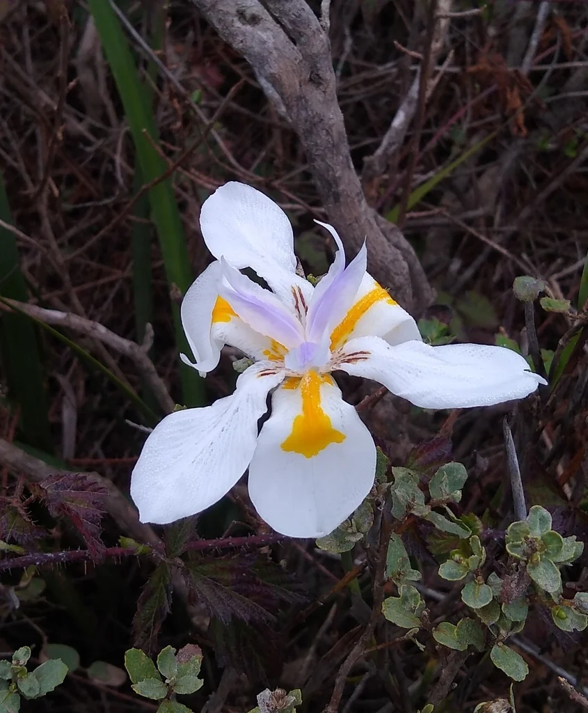 Dietes Grandiflora