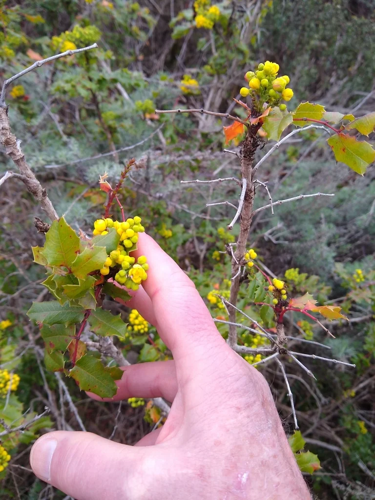 Berberis Pinnata