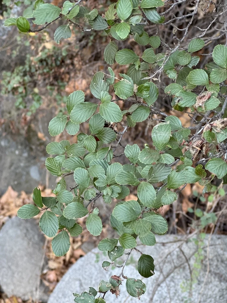 Cercocarpus Minutiflorus