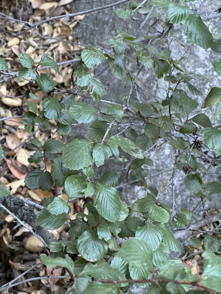 Cercocarpus Minutiflorus
