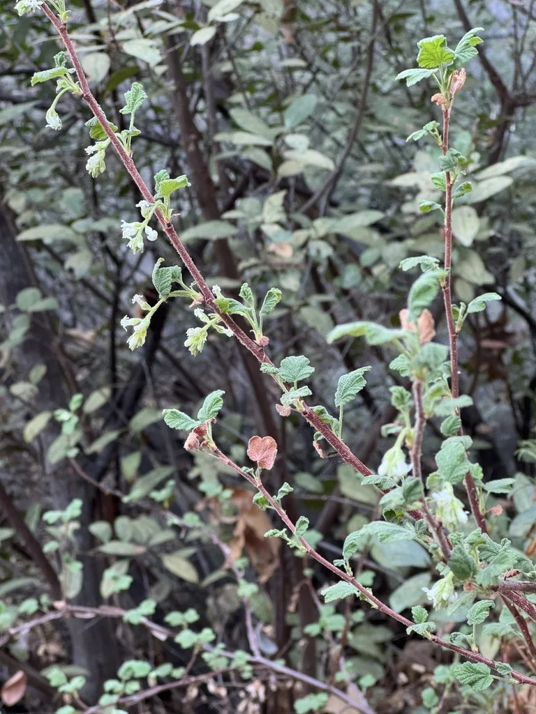 Ribes Indecorum