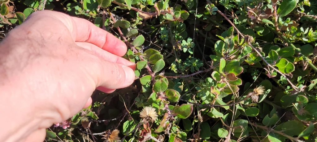 Arctostaphylos Edmundsii
