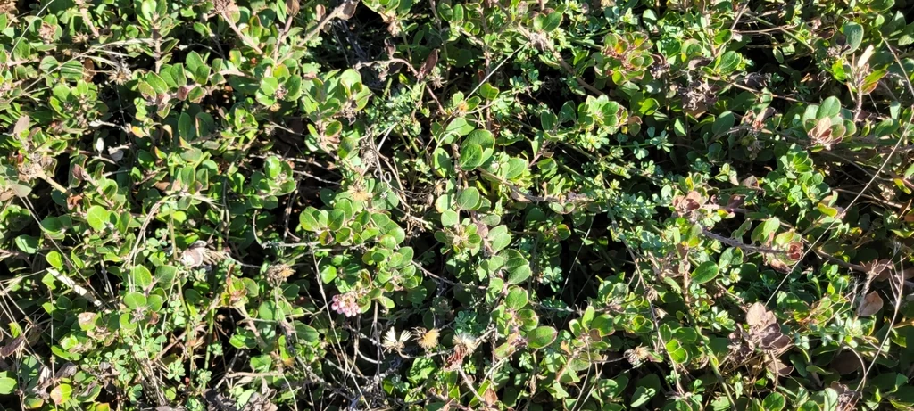 Arctostaphylos Edmundsii
