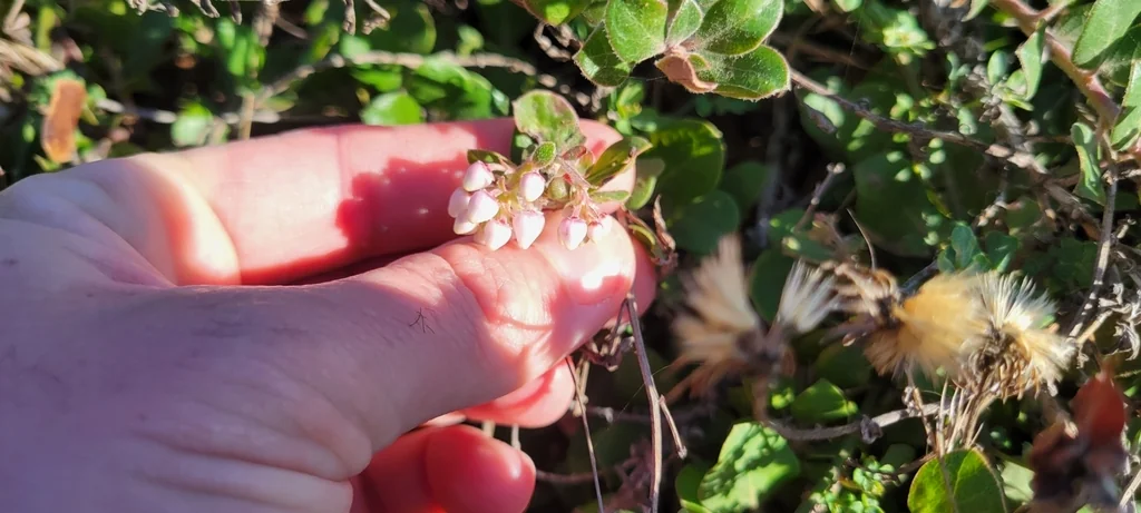 Arctostaphylos Edmundsii