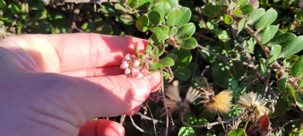 Arctostaphylos Edmundsii