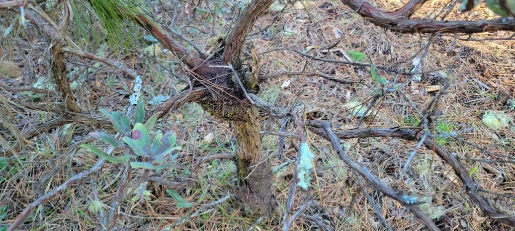 Arctostaphylos Tomentosa