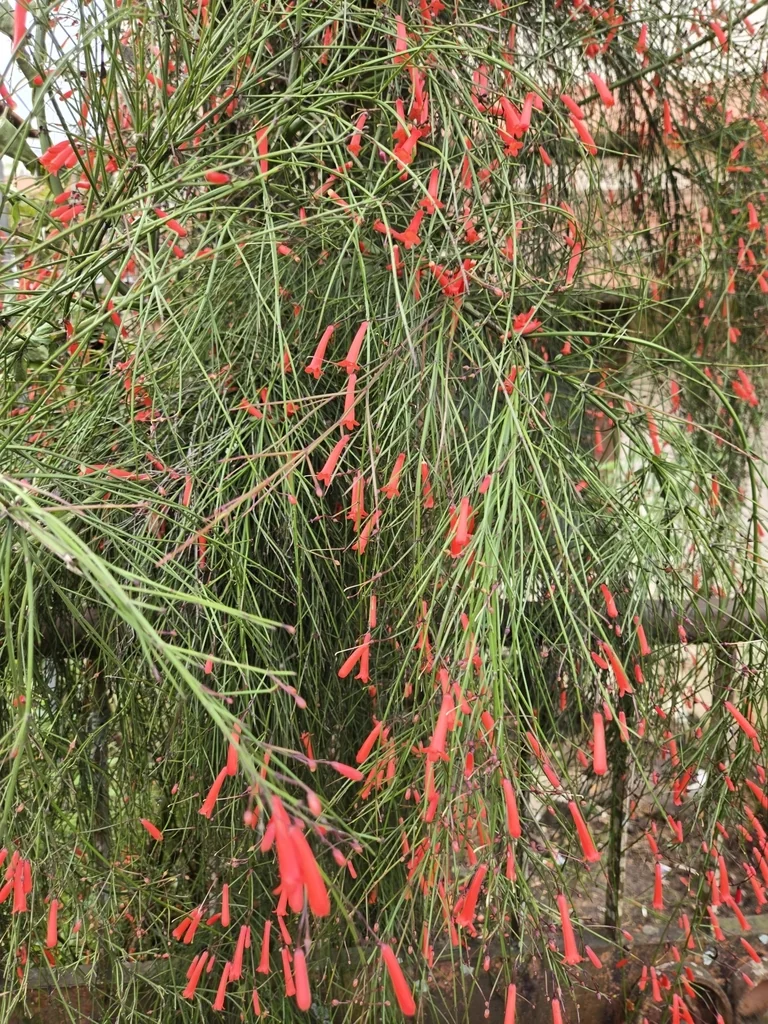 Russelia Equisetiformis