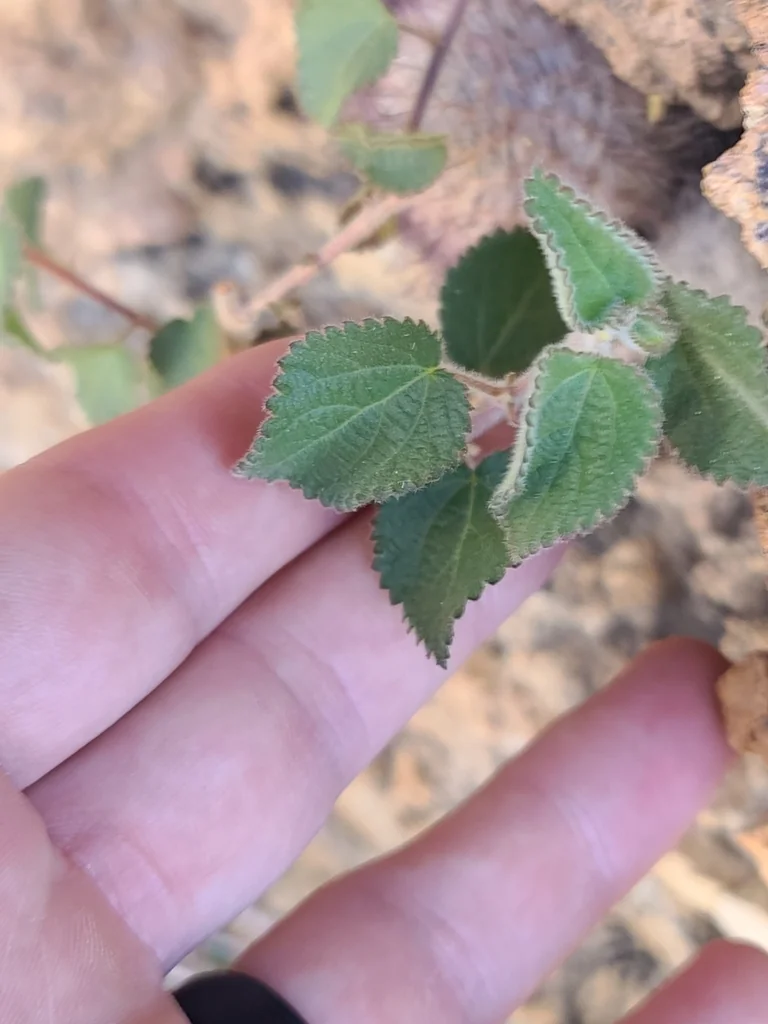 Acalypha Californica