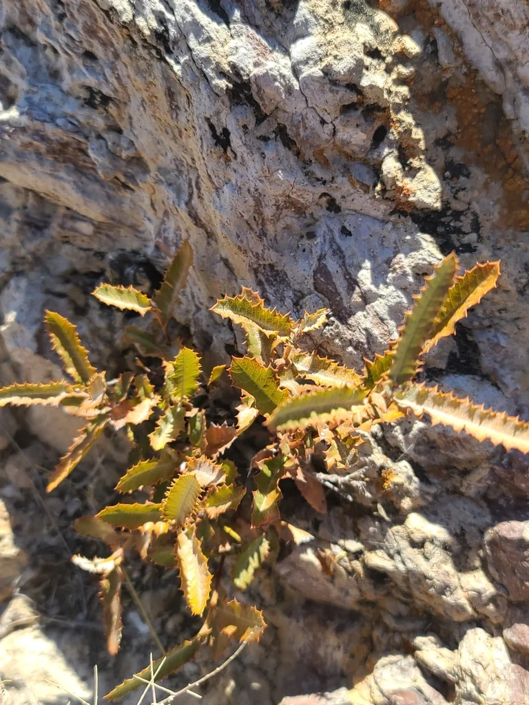 Vauquelinia Californica