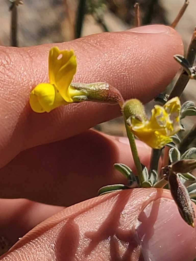 Lotus Rigidus
