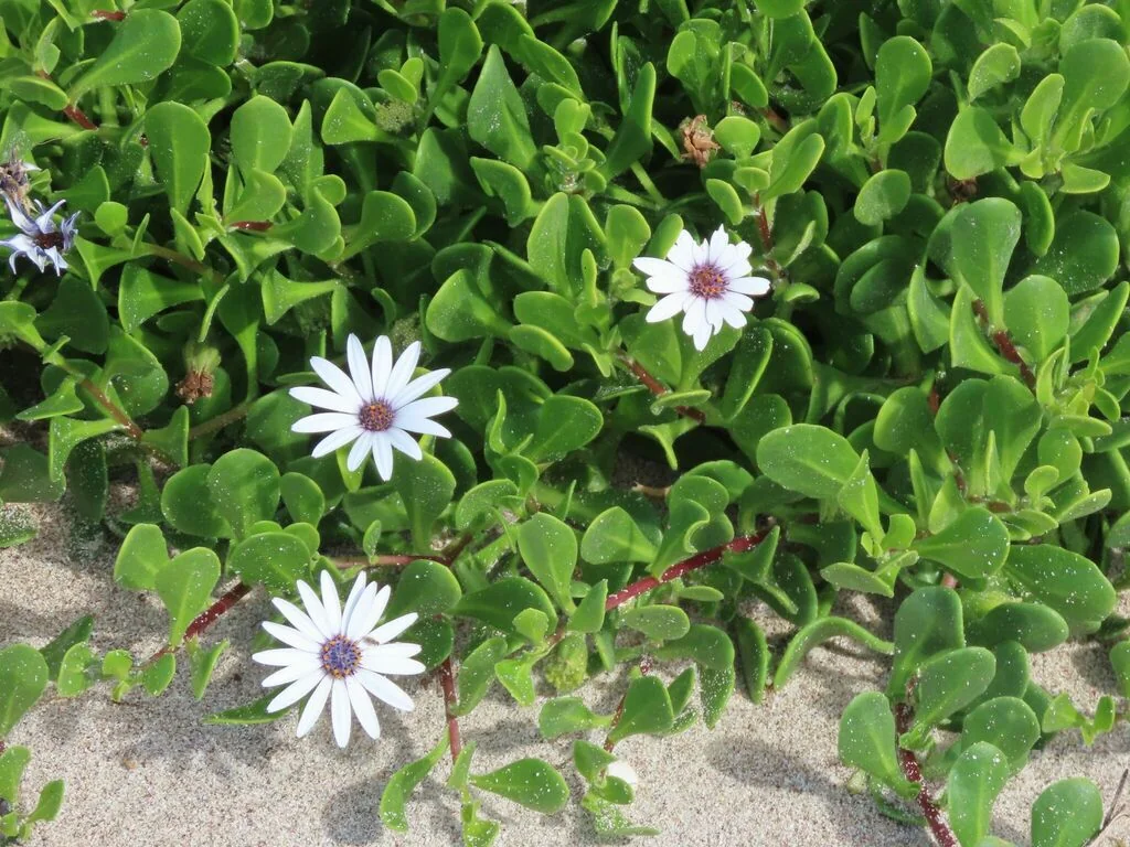 Osteospermum Fruticosum