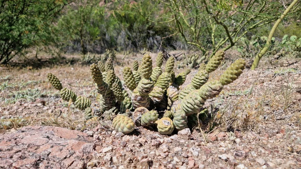 Tephrocactus Articulatus